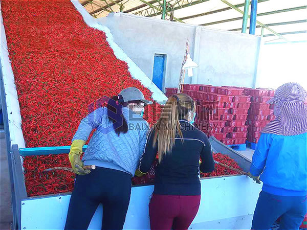 辣椒烘干現(xiàn)場展示